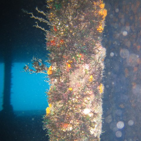 IMG_0910 IMG_0910