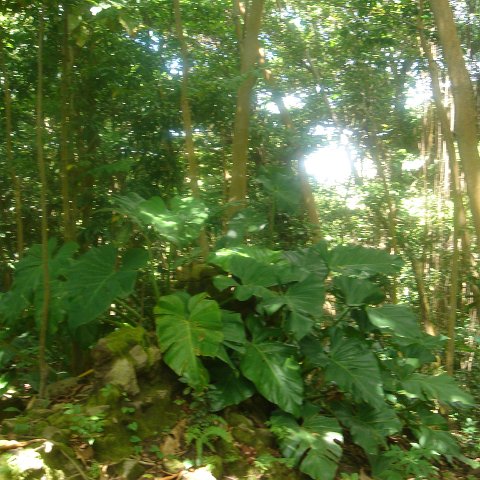 DSC00481 DSC00481
