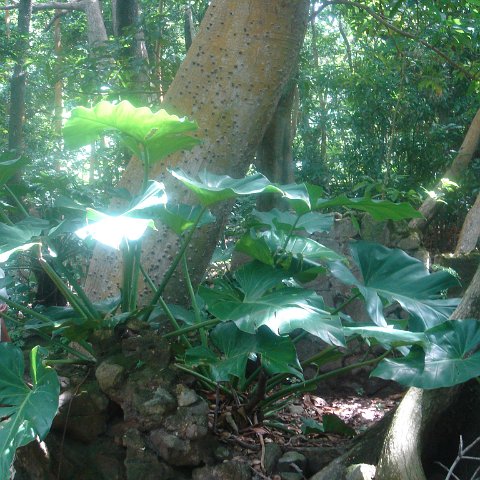 DSC00482 DSC00482