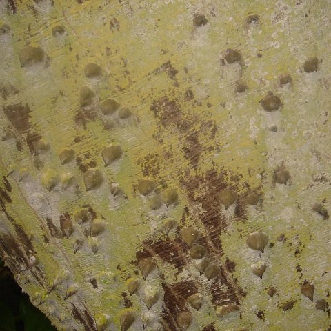 DSC00484 DSC00484