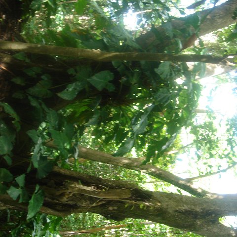 DSC00485 DSC00485