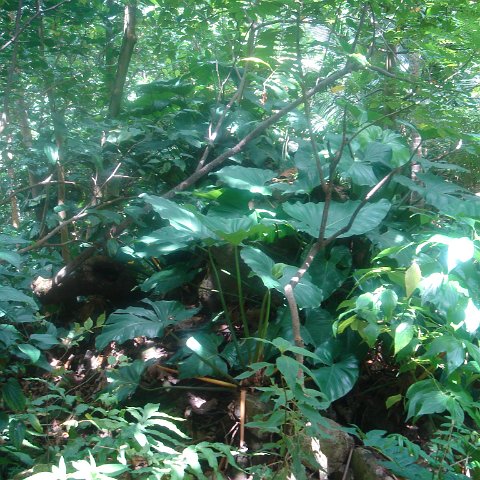 DSC00490 DSC00490