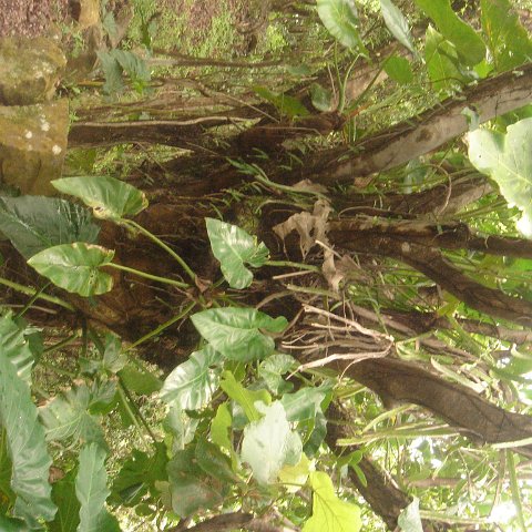 DSC00548 DSC00548