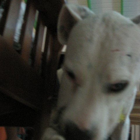 IMG_0008 IMG_0008