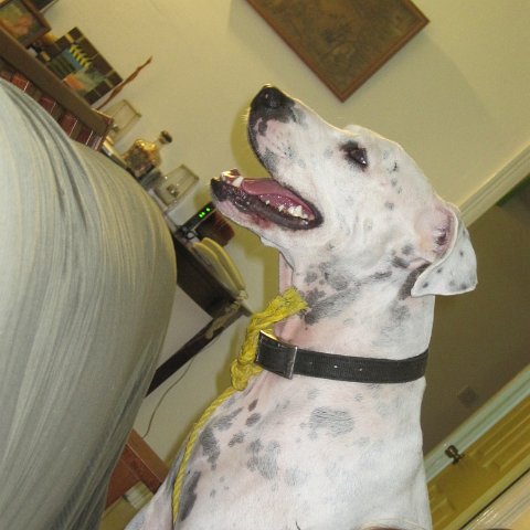 IMG_0010 IMG_0010