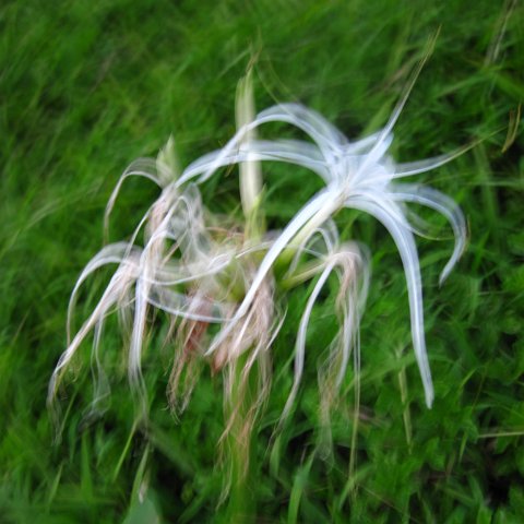 IMG_1036 IMG_1036