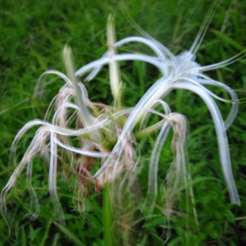 IMG_1037 IMG_1037