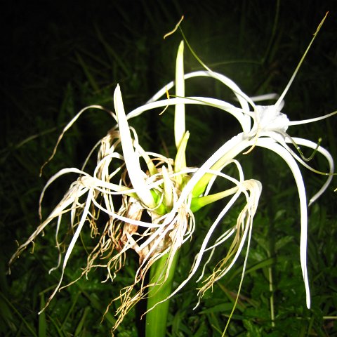 IMG_1038 IMG_1038