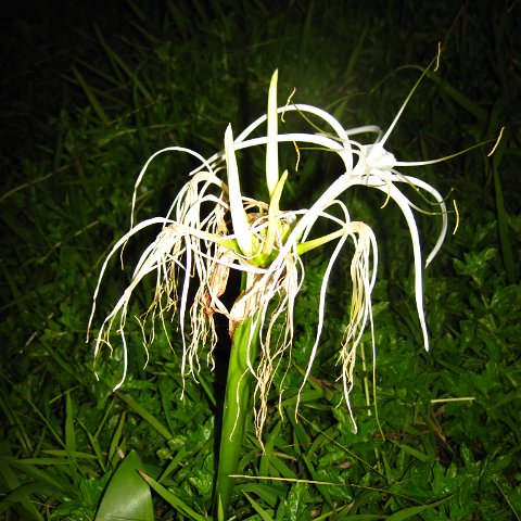 IMG_1039 IMG_1039