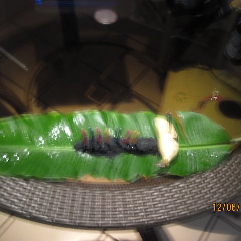 IMG_1058 (2) IMG_1058 (2)