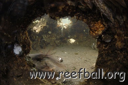 reefballs8