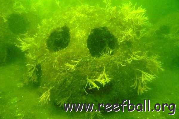 reefballs2