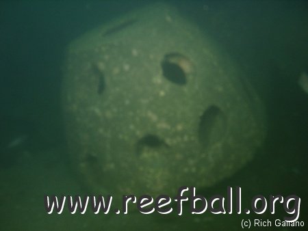 colleen_reef_ball