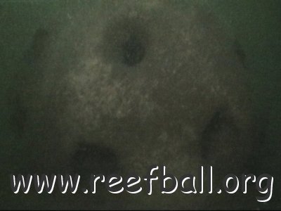 reef_ball_uw