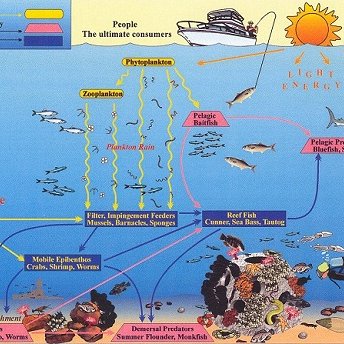 Graphics including Reef Ball life cycle