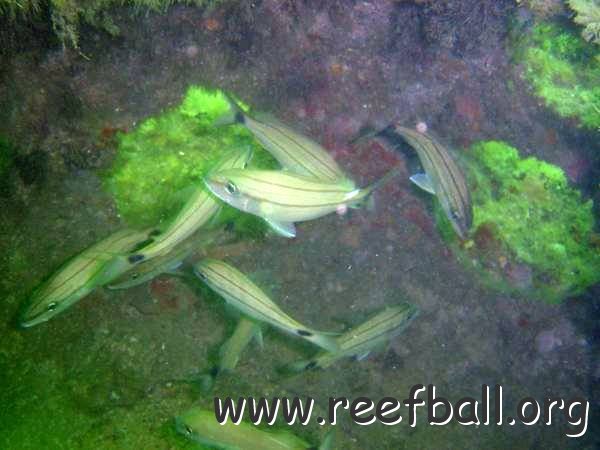reef%20ball-%20stone