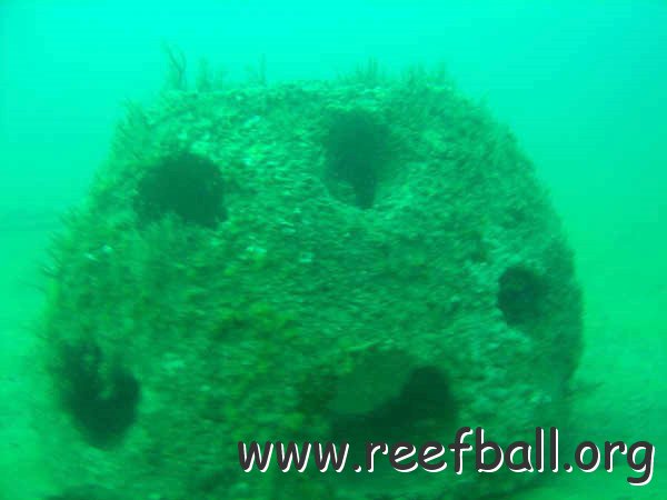 stone%20reefball