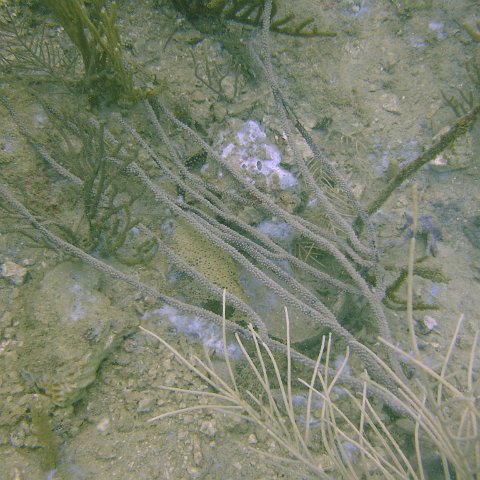 DSC05525 DSC05525