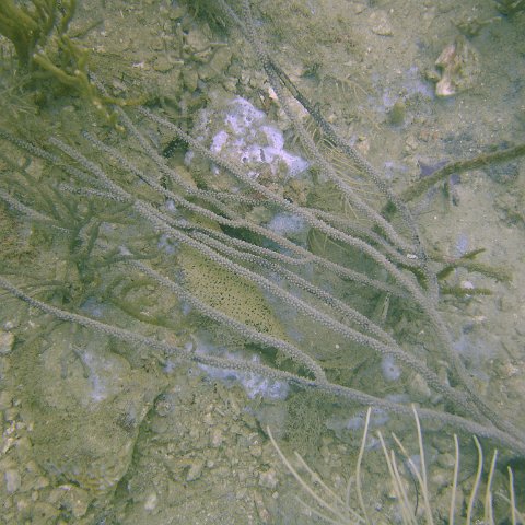 DSC05526 DSC05526