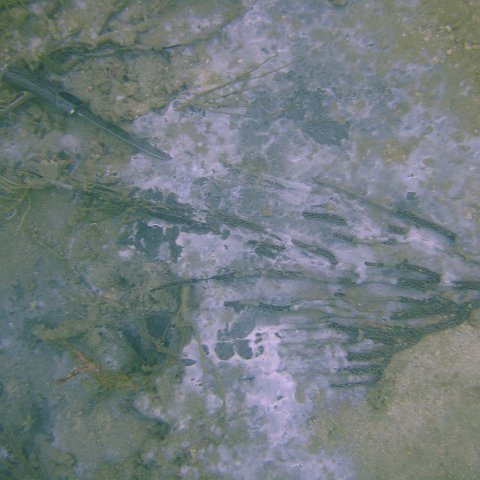 DSC05556 DSC05556