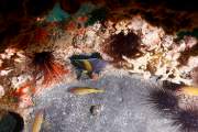 Reef ball Um Said Gokhan Kuzu  photos