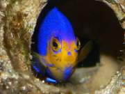 privateaquariumwithreefballs