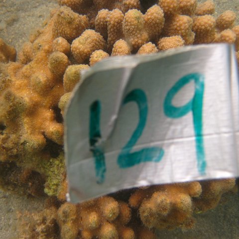 monitor_more-1115