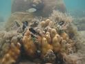 corals