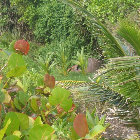 stluciadonkeyandnonamebeach_077 stluciadonkeyandnonamebeach_077