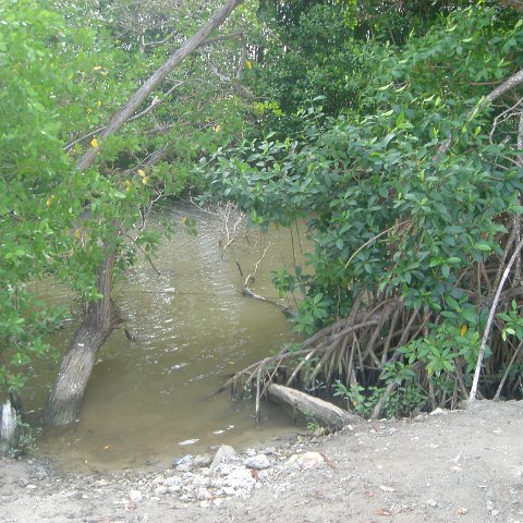 mangroveviews