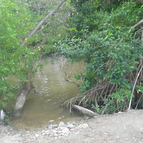 2005dec-stlucia1_070