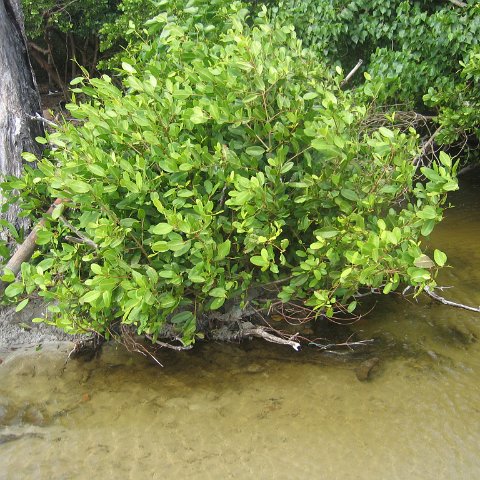 stluciadonkeyandnonamebeach_008 stluciadonkeyandnonamebeach_008