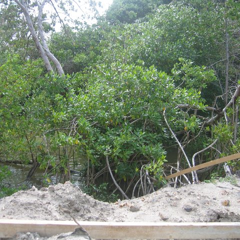stluciadonkeyandnonamebeach_032 stluciadonkeyandnonamebeach_032
