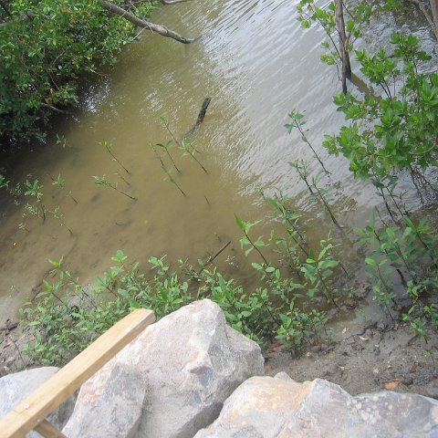stluciadonkeyandnonamebeach_036 stluciadonkeyandnonamebeach_036