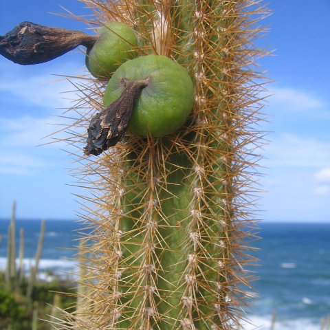 stluciadonkeyandnonamebeach_073 stluciadonkeyandnonamebeach_073