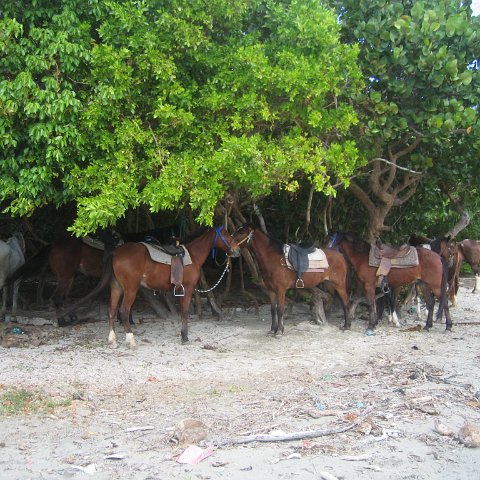 stluciadonkeyandnonamebeach_009 stluciadonkeyandnonamebeach_009