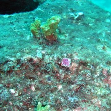 P1018933 P1018933
