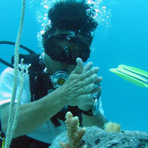 plantingcorals