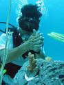 plantingcorals