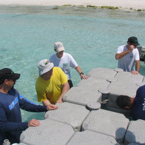 coralsurverynevisfourseasons_165 coralsurverynevisfourseasons_165