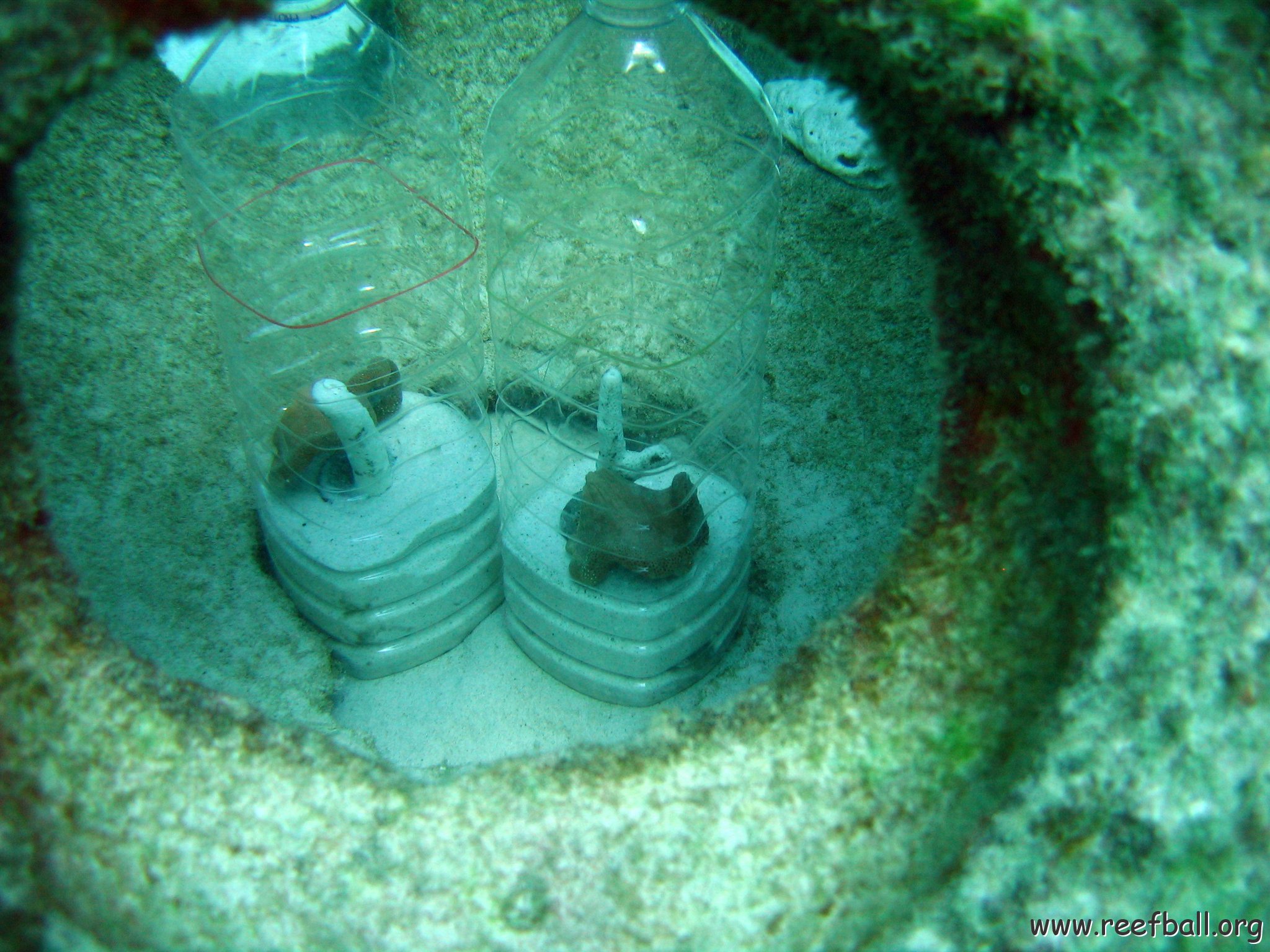 4_sacrophyton_11-4-2005 