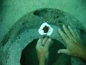 coralplanting