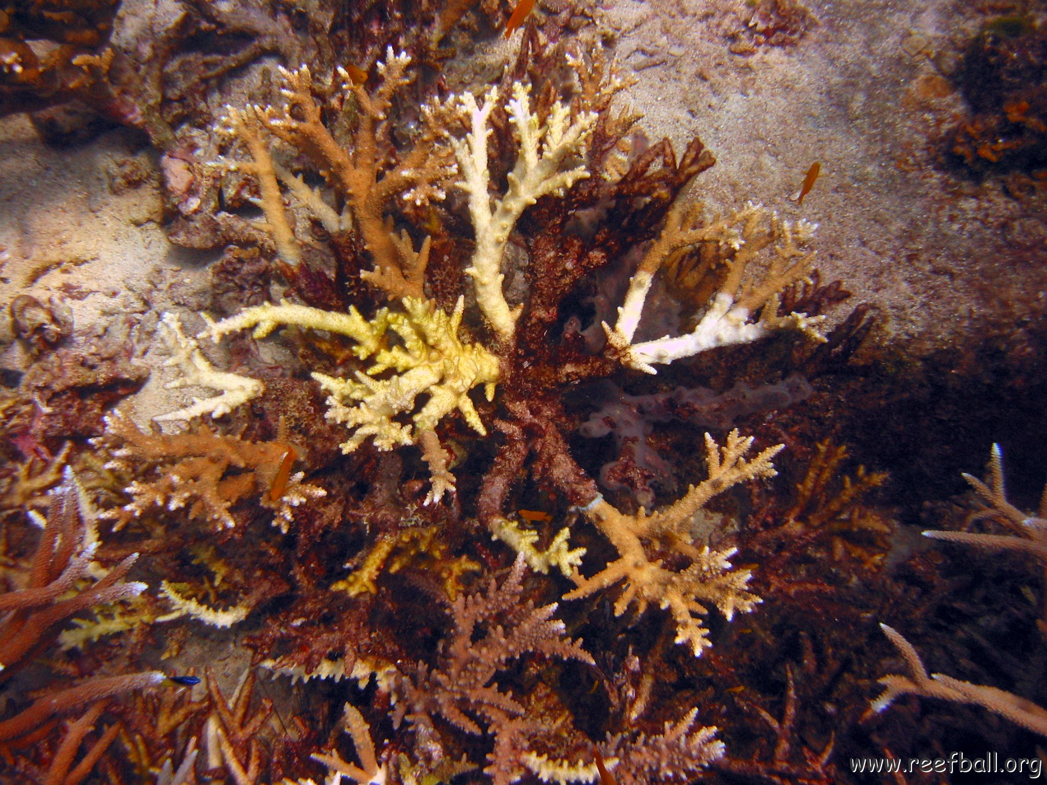 marjo_febr_04_011 