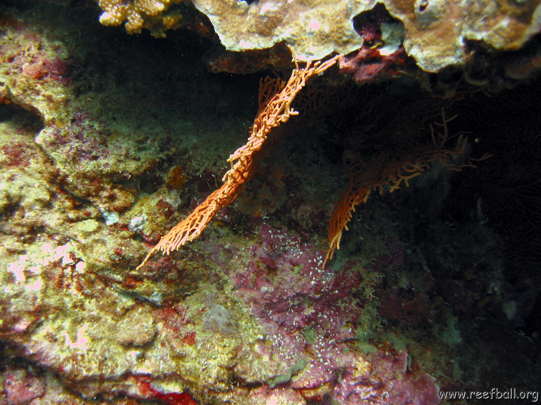 marjo_febr_04_028 