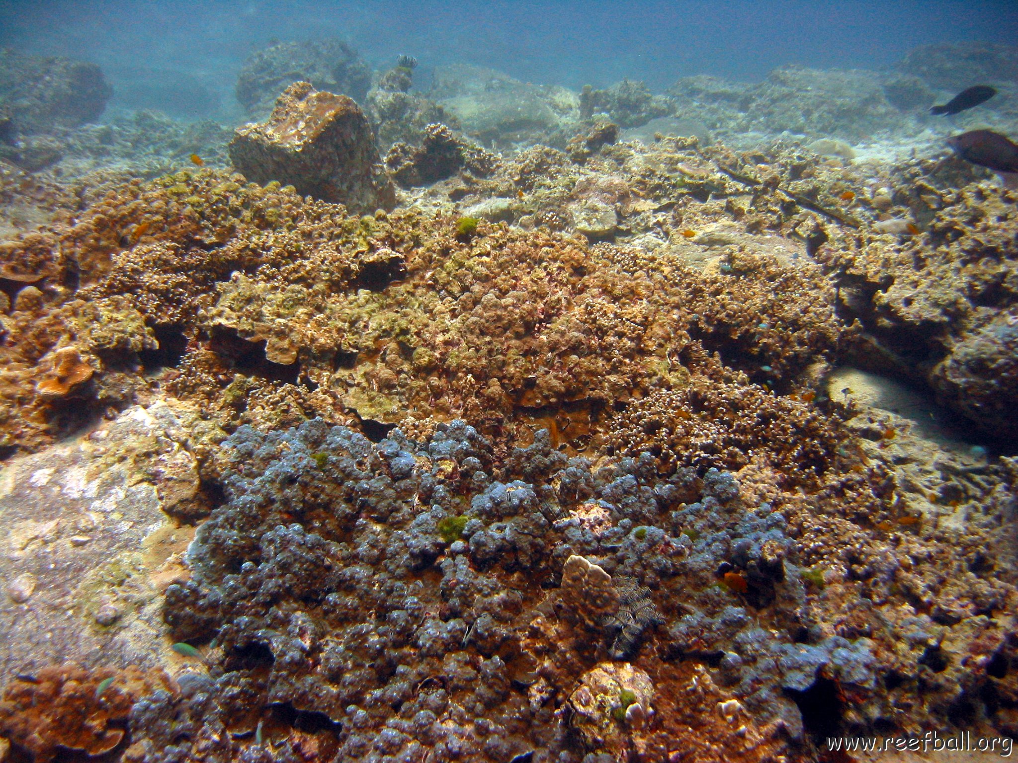 marjo_febr_04_044 