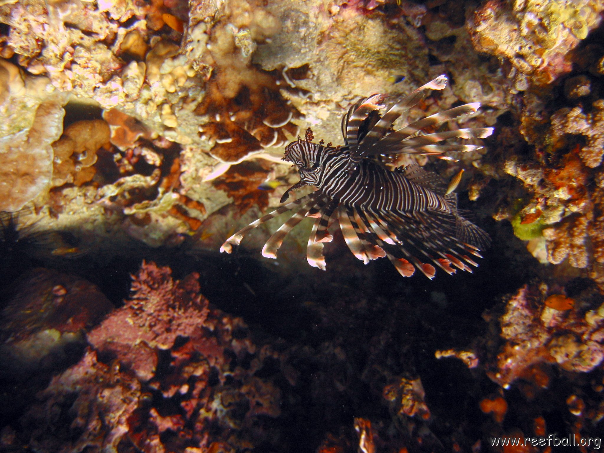 marjo_febr_04_049 