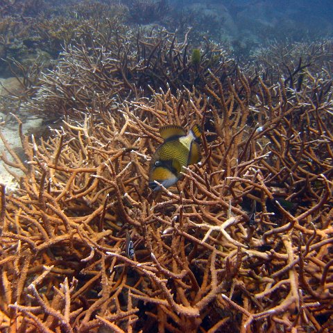 staghorn reef