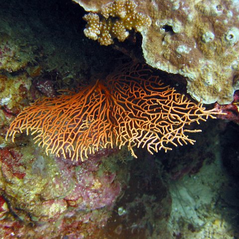 marjo_febr_04_029