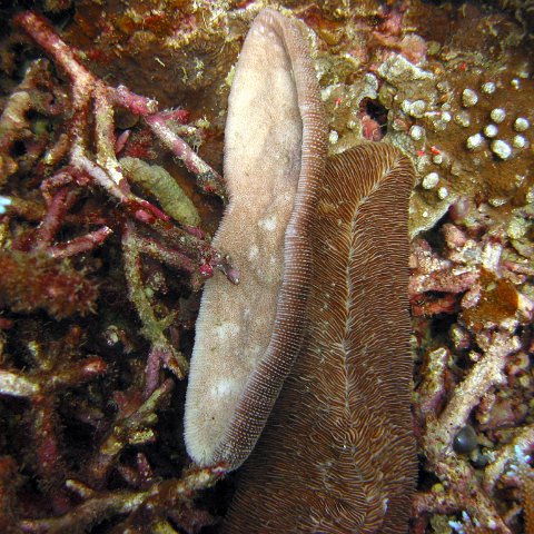 marjo_febr_04_035
