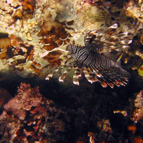 marjo_febr_04_049